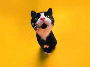 娱乐吃瓜君猫神